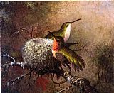 Martin Johnson Heade Two Ruby Throats by their Nest painting